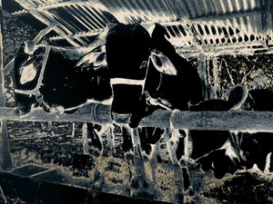 Homestead, 2020 (malet fotografi)