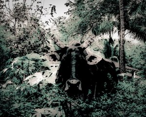 The Lodge Near Periyar, 2020 (malet fotografi)