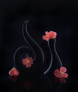  af Alice Sheng