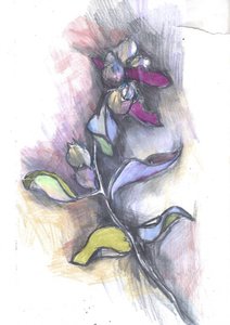 Farverig botanisk skitse af Alice White