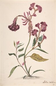 Studie af en Hanekam Celosia argentea, n.d.. af Alida Withoos