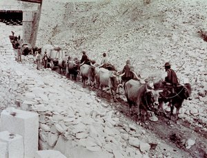 Scene, der viser marmorblokke, der transporteres fra et stenbrud i Carrara. Vognen bliver trukket af ti okser (s/h foto)