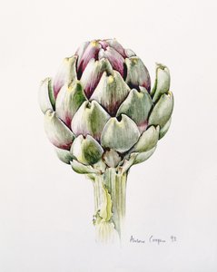 Artiskokstudie, 1993