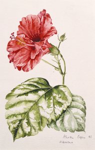 Hibiscus (purpurrød), 1992 (wc)
