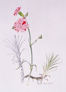 Old Variety of Dianthus, 1997 (wc på papir) af Alison Cooper