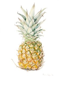 Moden ananas, akvarel, 2016