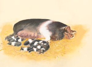 Saddleback so og pattegrise, 2019 (pastel) af Alison Cooper