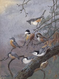 Fuglefoder fra Allan Brooks