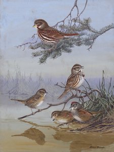 Sparrow af Allan Brooks