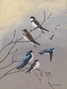 Svalen af Allan Brooks