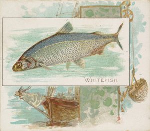 Whitefish, fra Fish fra American Waters serie N39 til Allen & Ginter Cigaretter, 1889.