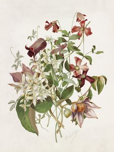 Clematis af Alois Lunzer