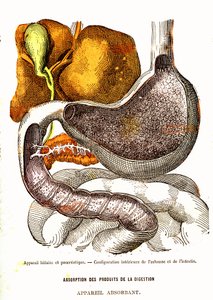 Biliary and Pancreatic System - Normal Life & Health af J. Rengade-Tegning af A. Demarle 1881 af Alphonse Demarle