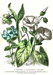 Borraginees, Convolvulacees, Apocynees: Natural Creation and Levende væsener. Tegning af A. Demarle. 1885 af Alphonse Demarle