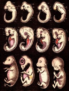 Sammenlignede embryoner af 4 hvirvler 5 levende væsener): Fra venstre mod højre: gris, høne, kanin, mand. Tegning A. Demarle. 1885