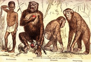 Udvikling af pattedyr til den menneskelige type: Naturlig skabelse og levende væsener (De Jules Rengade). Tegning af A. Demarle. 1885 af Alphonse Demarle