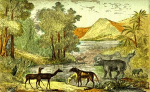 Forhistorie- Eocæn periode: Fra højre mod venstre: Paloeotherium, Anoplotherium, Xiphodonts og fuglene Tantalus. Naturlig skabelse og levende væsener. Tegning A. Demarle. 1885