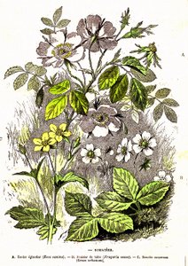 Rosacees - Naturlig skabelse og levende væsener: Tegning af A. Demarle. 1885 af Alphonse Demarle