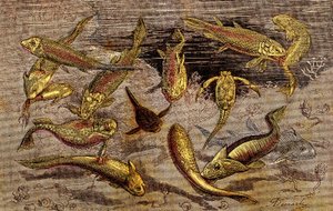 The Devonian Times (Prehistory) Levende væsener: Kampen for eksistensen af levende væsener. Naturlig skabelse. Tegning A. Demarle. 1885
