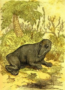 Labyrintodonten (Amfibie): Amfibie fra kulperioden. Naturlig skabelse og levende væsener. Tegning A. Demarle 1885 af Alphonse Demarle