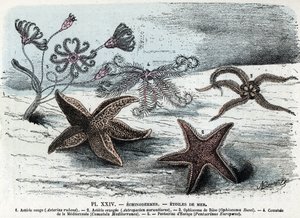 Zoologisk bestyrelse; pighuder, havstjerner (asterier, ophiokom, comatum og pentacrin) (Zoologisk plade: søstjerner) Indgravering fra "" L