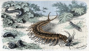 Zoologisk kort: Insekter Myriapodes (centipedes eller centilepedes) (Zoologisk plade: Myriapoda) Indgravering fra "Man and Nature" af Rengade