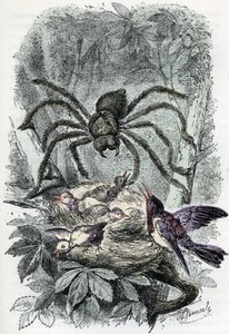 Zoologisk kort: arachnid, avicular mygalus overraskende en fuglefluered (Zoologisk plade: arachnid, Avicularia) Indgravering fra "Man and Nature" af Rengade af Alphonse Demarle