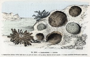 Zoologisk kort: pighuder, urchins (Zoologisk plade: pighuder, søpindsvin) Indgravering fra "" L