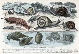 Zoologisk diagram; gasteropoder bløddyr, lunger (cyclostoma, helice af haver og sorg, rød snegl, grå snegl, limnee, planorb, paludine...) (Zoologisk plade: gastropod bløddyr såsom Slug, cyclostoma, planorb, limnea) Indgravering fra "" L