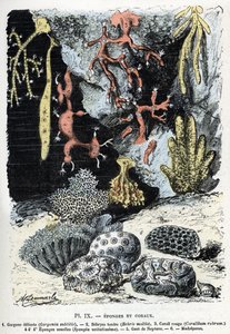 Zoologisk diagram: svampe og koraller (gorgone, bebryce, koraller, svampe, neptunhandske (Zoologisk plade: Havsvampe og koraller) Gravering fra "" L