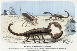 Zoologisk plade; spindlere, afrikanske skorpioner, europæisk skorpion, telefon) (Zoologisk plade: spindlere, skorpion) Indgravering fra "" L