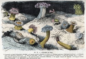 Zoologisk plade: søanemoner (Zoologisk plade: søanemoner) Indgravering fra "" L