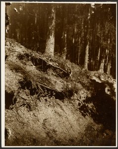 [Undersøgelse af opgravede rødder fra et træ, der er blottet fra siden af en bakke]. af Alphonse Maria Mucha