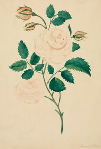 Damask Rose (akvarel)