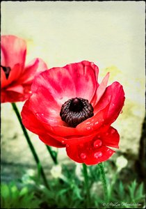 Red Anemone, 2013, (digital mixed media phoneography)