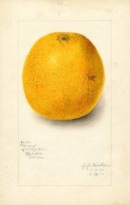 Ichang-appelsin (Citrus sinensis) (akvarel)