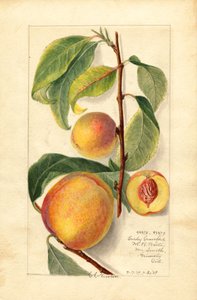 Ferskner (Prunus persica) (akvarel)