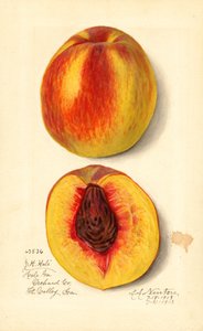 Ferskner ( Prunus persica: J.H. Hale) (akvarel)