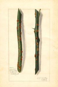 To syge kviste af appelsintræ (Citrus sinensis) (akvarel)