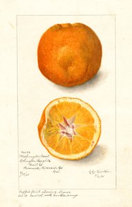 Washington Navel Appelsiner ( Citrus sinensis) (akvarel)