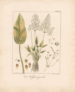 Almindelig vandplante (håndkoloreret litografi)