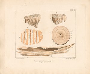 Elefanttænder (farvet kobberstik) af Ambrosius Gabler