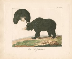 Malaysisk solbjørn (håndkoloreret litografi)