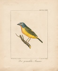 Painted Bunting (håndkoloreret litografi)