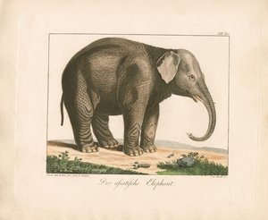 Den asiatiske elefant (håndkoloreret kobberstik)