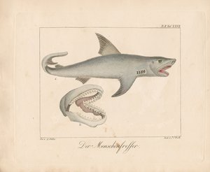 The Man-eater Shark (håndkoloreret litografi)
