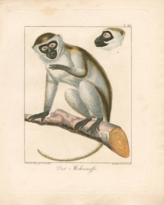 The Moor Monkey (håndkoloreret kobberstik) af Ambrosius Gabler