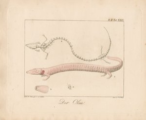The Olm (håndkoloreret litografi) af Ambrosius Gabler