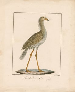 Den rødbenede Seriema (håndkoloreret litografi) af Ambrosius Gabler