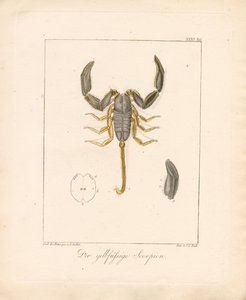 Den gulbenede skorpion (håndkoloreret kobberstik) af Ambrosius Gabler